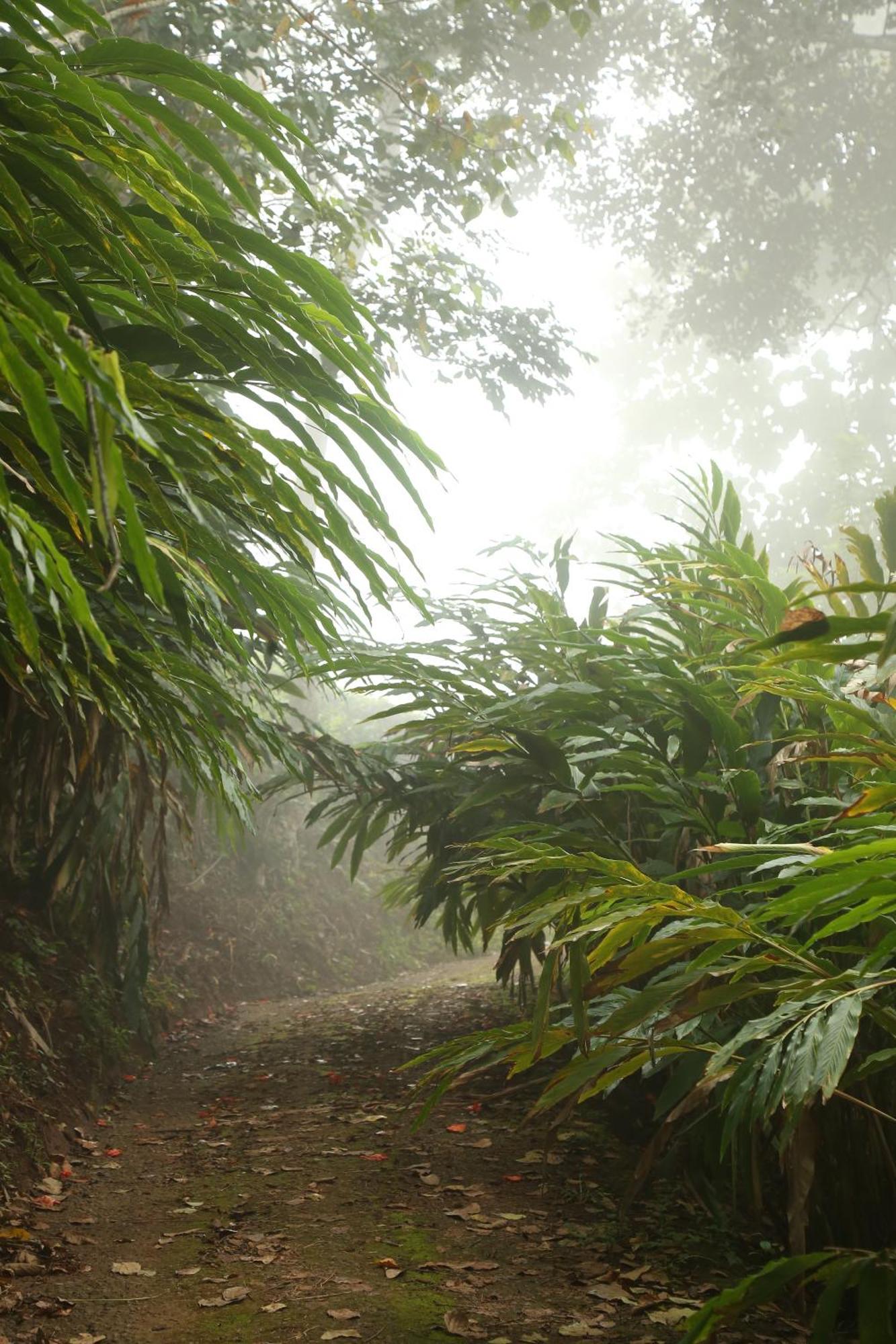 Spice Forest Plantation Homestay, Thekkady Vandiperiyār Екстериор снимка